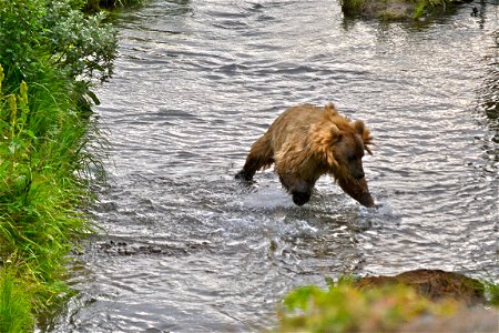 Kodiak bear