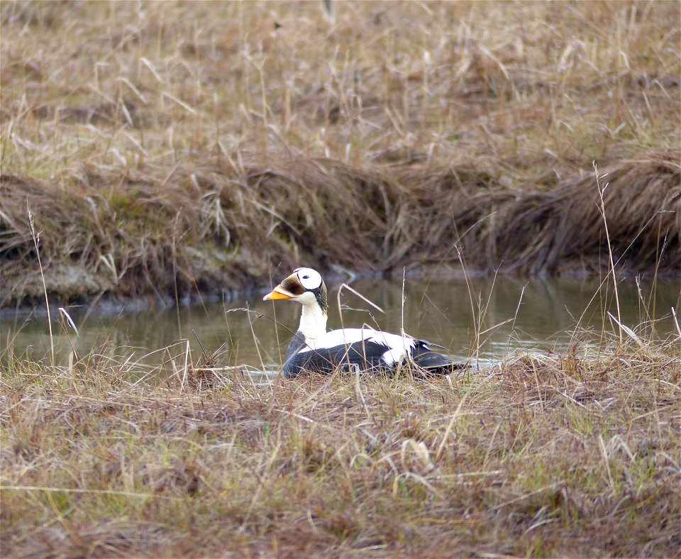 Male spectacled Eider photo