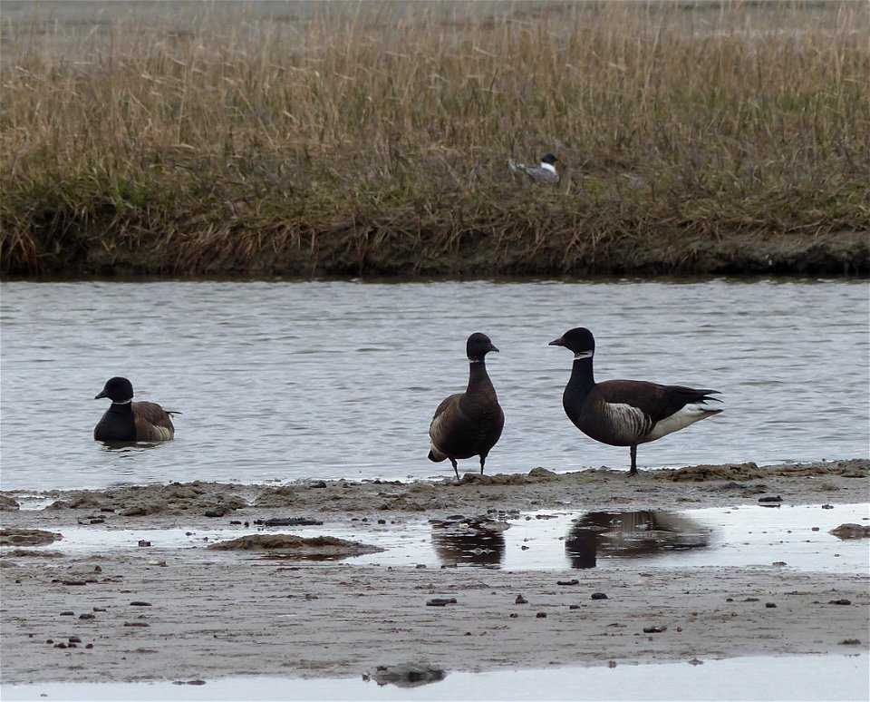 Black Brant photo