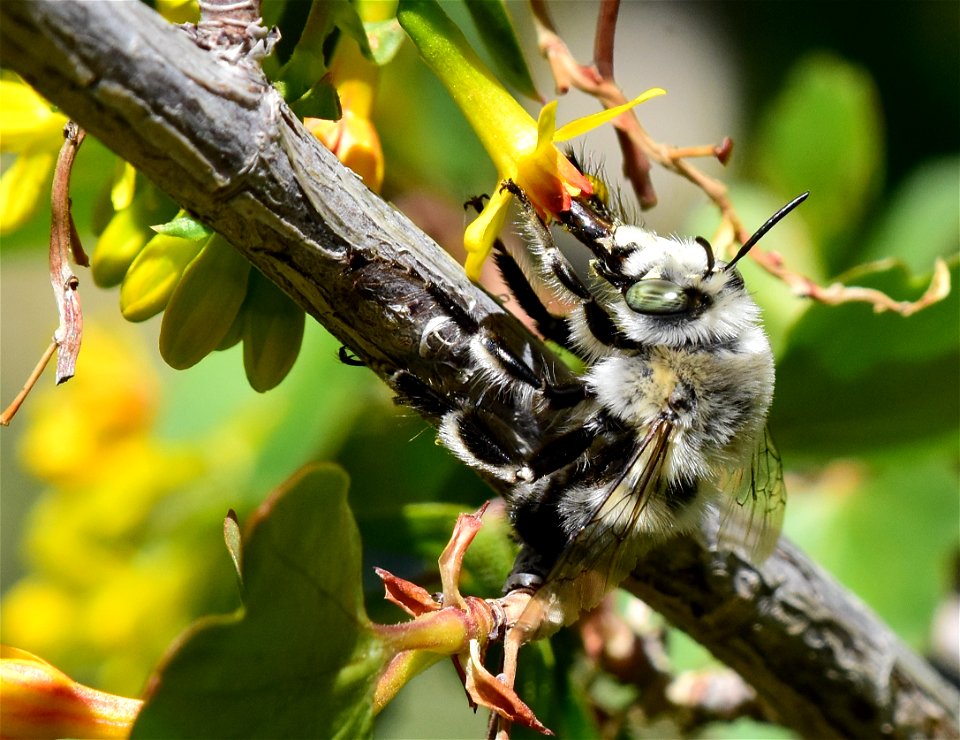 Digger bee at Seedskadee National Wildlife Refuge