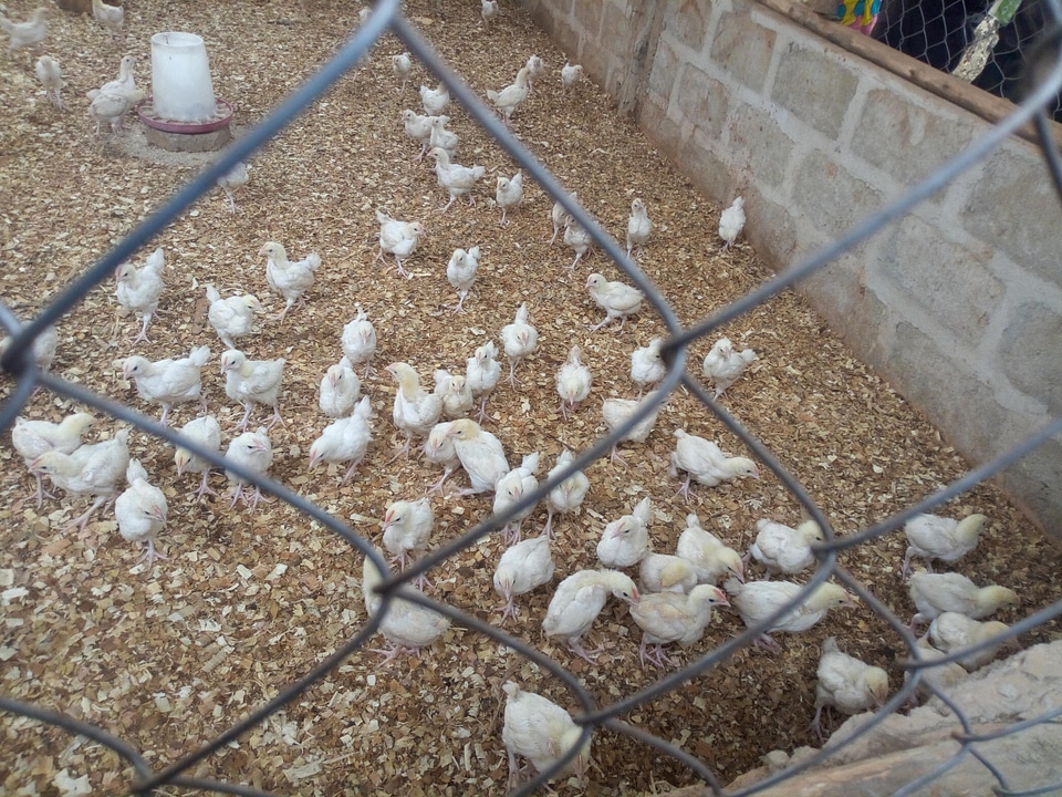 Cage farm chicks photo