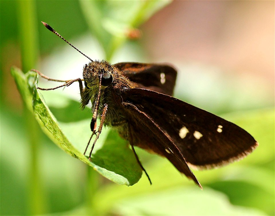 SKIPPER, TWIN-SPOT (Oligoria maculata) (05-23-2023) neusiok trail south from rte 101, craven co, nc (3)