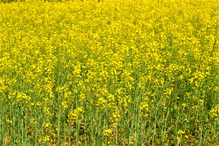 Rapeseed Field photo