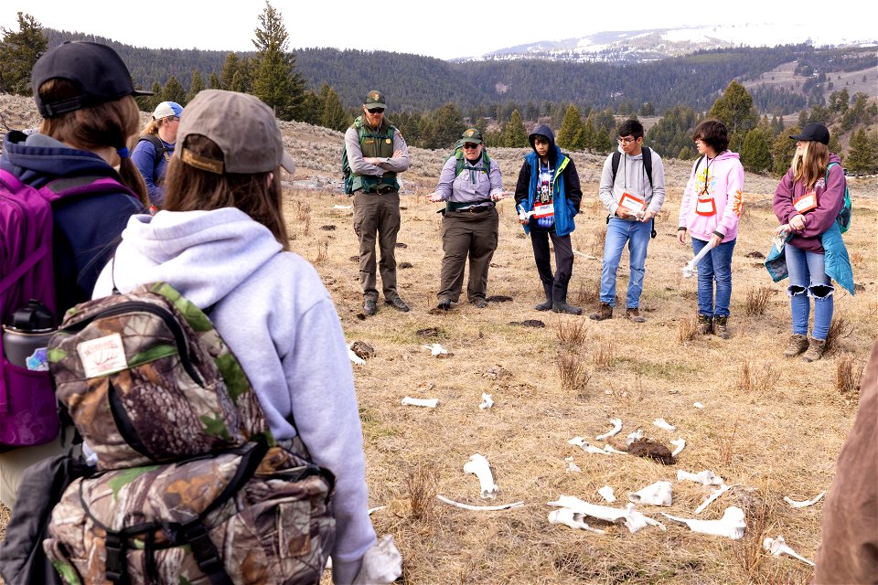 Expedition Yellowstone group checking out a bison skeleton