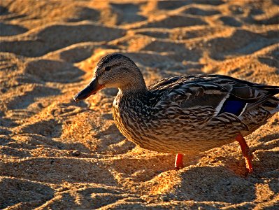 Duck