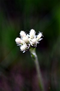 Field pussytoe in bloom photo