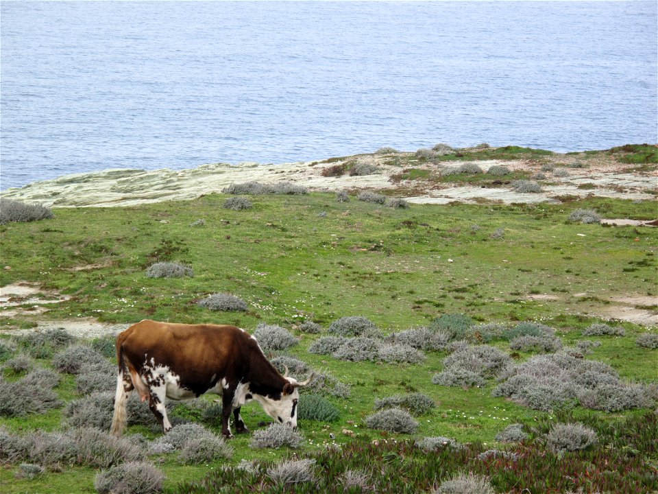 Vache à Barcaggio, Ersa