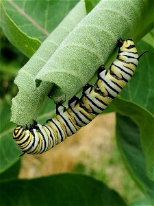 Monarch Caterpillar on Milkweed Karl E. Mundt National Wildlife Refuge South Dakota photo