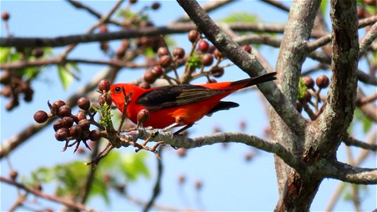 Scarlet tanager photo