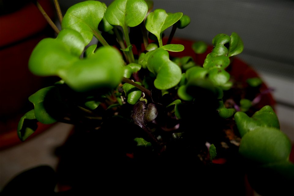 fabulous-foliage_2016_1005_064404