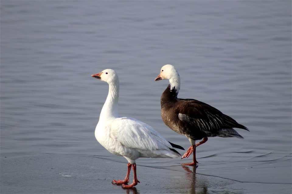 Snow Geese Lake Andes National Wildlife Refuge South Dakota