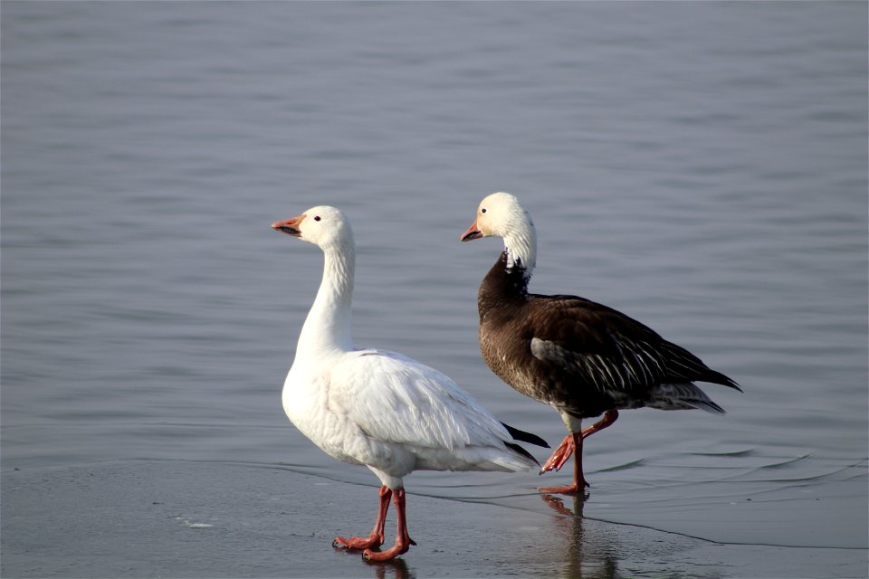 Snow Geese Lake Andes National Wildlife Refuge South Dakota photo