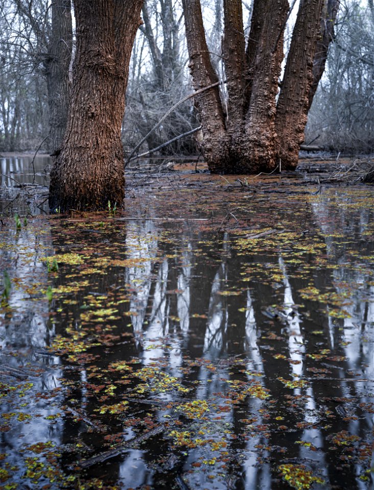 Cosumnes River Preserve