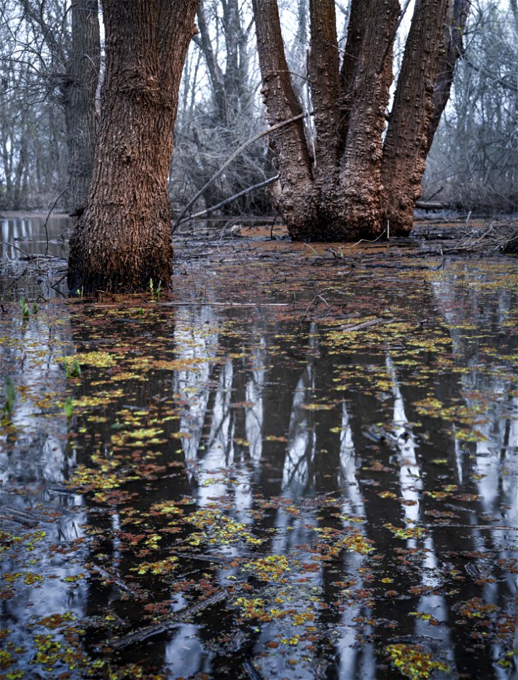 Cosumnes River Preserve photo