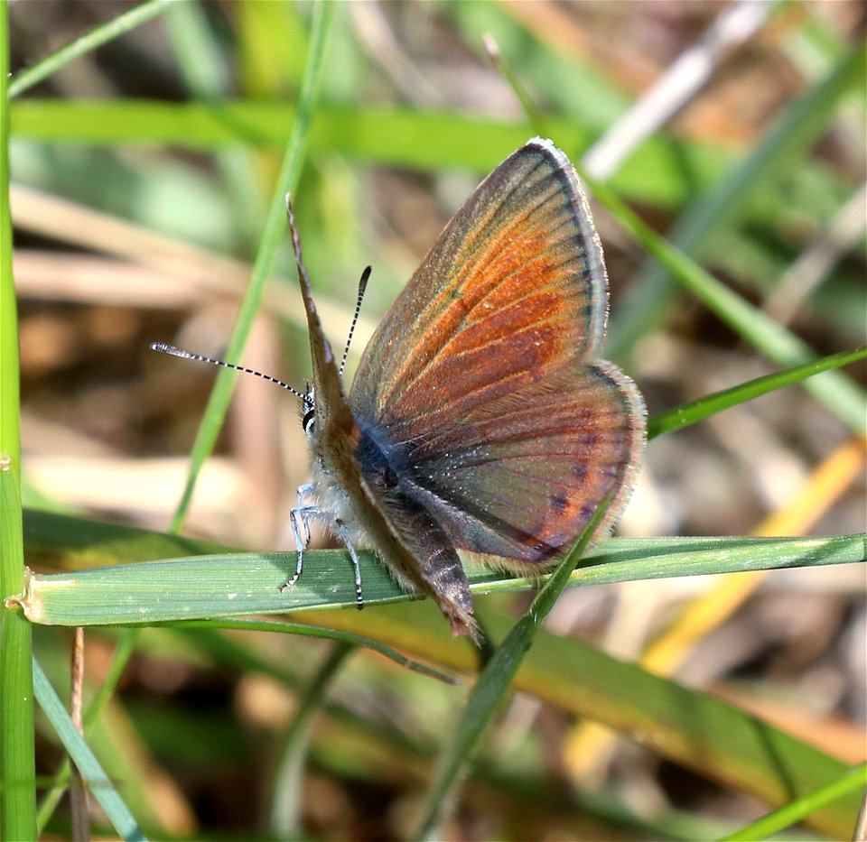 BLUE, GREENISH (Plebejus saepiolus) (6-3-2021) low divide road, del norte co, ca -03