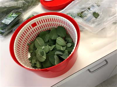 Clean fresh herbs photo
