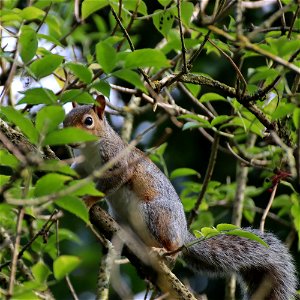 Camera-shy Grey Squirrel photo