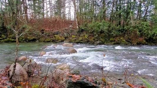 Illabot Creek, Mt. Baker-Snoqualmie National Forest. Video by Anne Vassar December 10, 2020.
