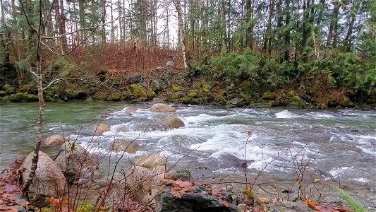 Illabot Creek, Mt. Baker-Snoqualmie National Forest. Video by Anne Vassar December 10, 2020. photo