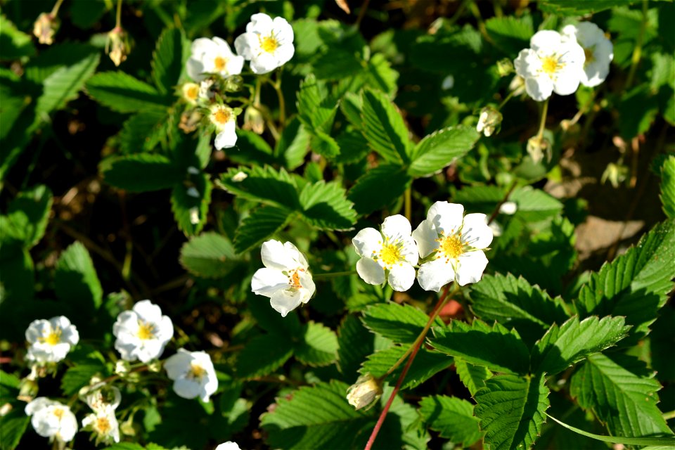 Wild Strawberry flowers