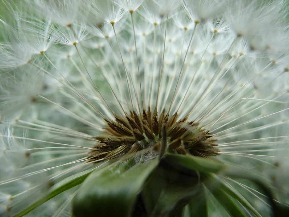 Spring meadow plant