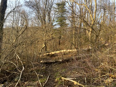 Trees down on AT North