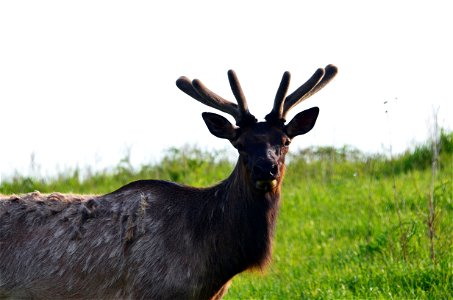 Elk at Neal Smith National Wildlife Refuge