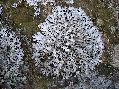 Parmelia sulcata Lichen photo