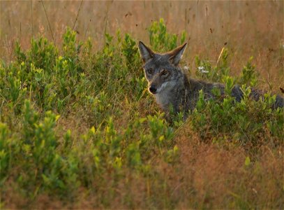 Coyote in Big Meadow photo