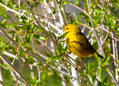 Yellow warbler on Seedskadee National Wildlife Refuge