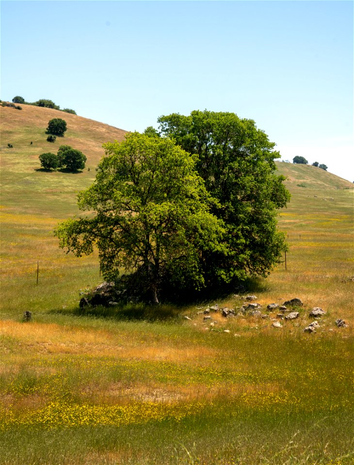 Cronan Ranch
