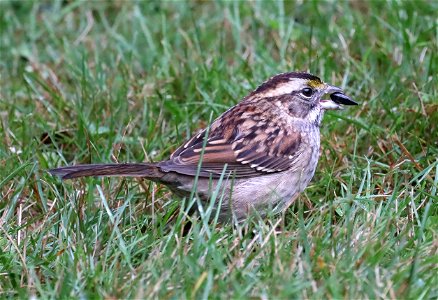 895 - WHITE-THROATED SPARROW (10-31-2021) yard, crescent city, del norte co, ca -04