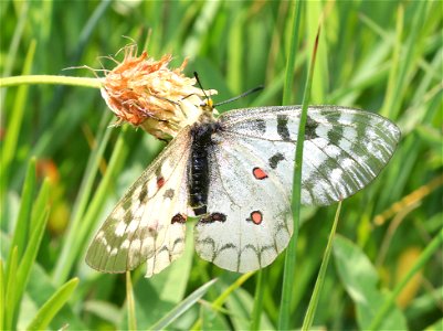 PARNASSIAN, CLODIUS (Parnassius clodius) (6-21-2021) 5000 ft, bear mt - jawbone rd jct, smith river nat rec area, del norte co, ca -05