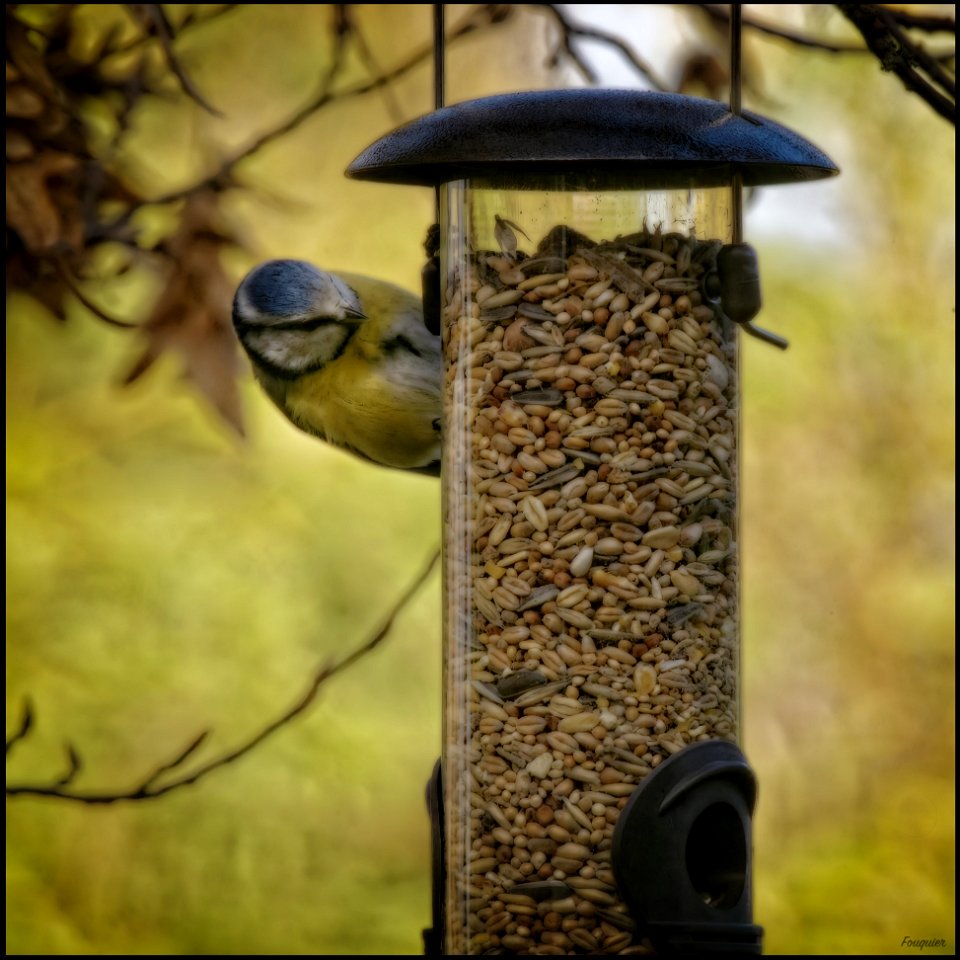 Study Nr. 5 of a Blue Tit
