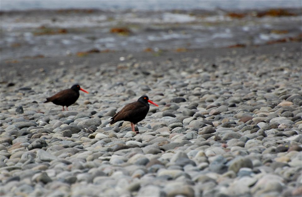 Black Oystercatcher