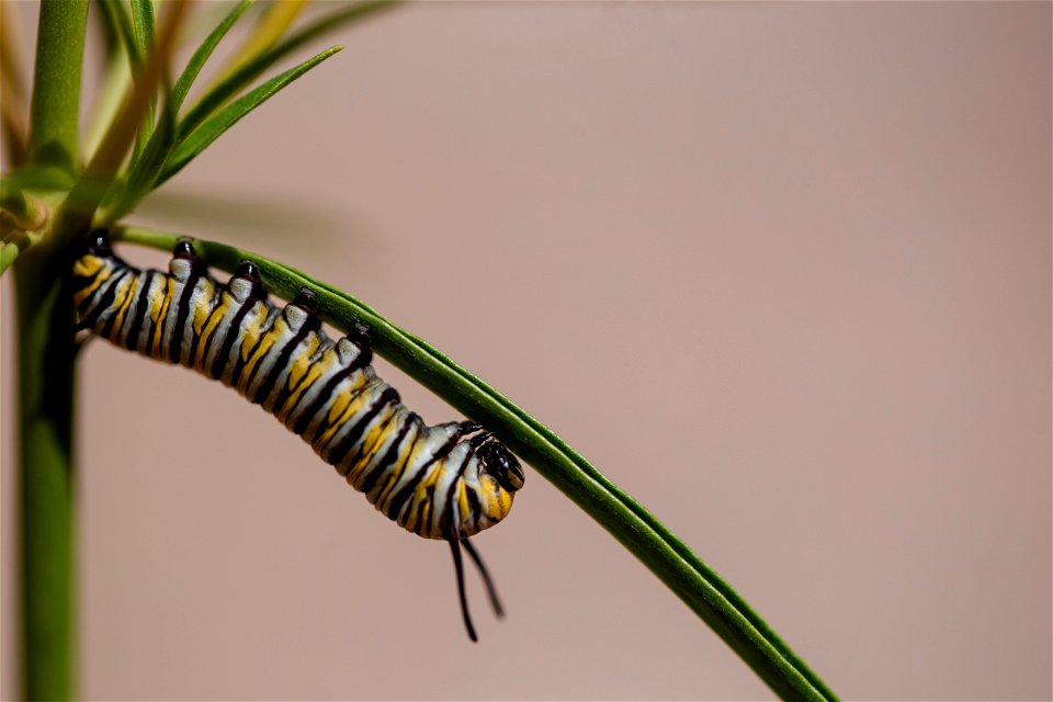 Caterpillar