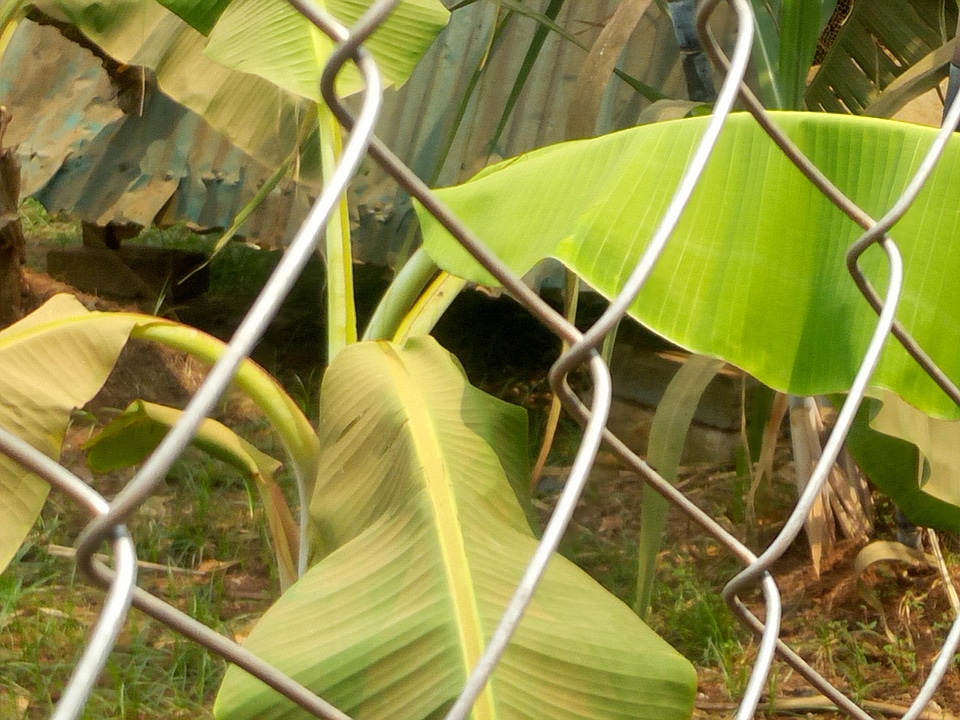 Grid cage banana cultivation