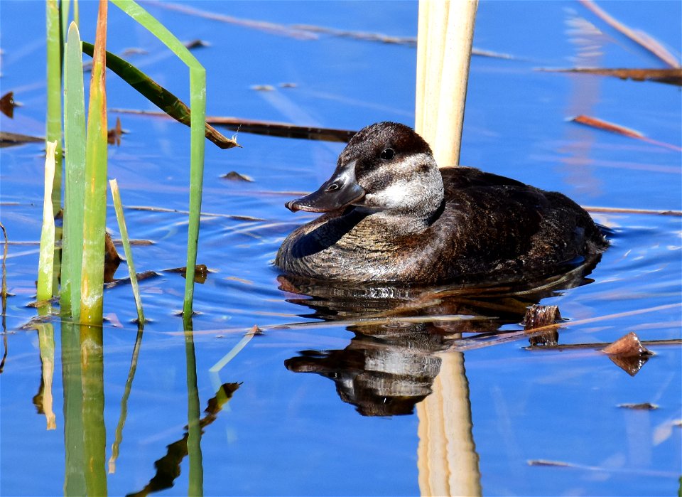 Ruddy duck at Seedskadee National Wildlife Refuge