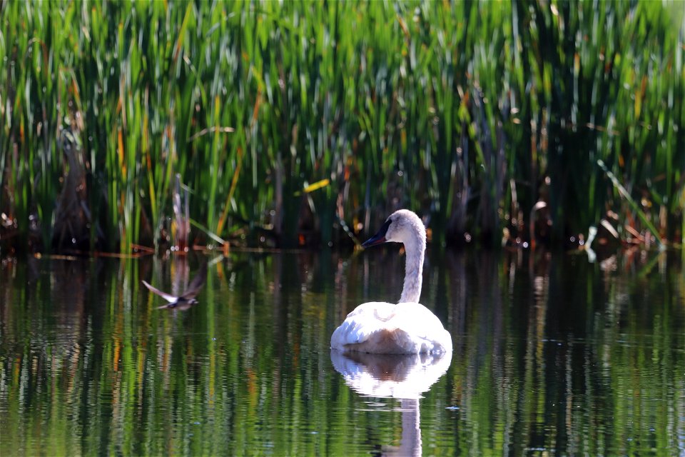 Trumpeter Swan on the National Elk Refuge photo