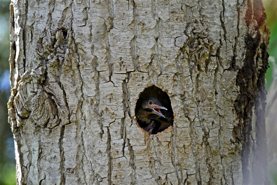 Young northern flickers