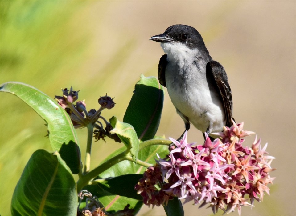 Eastern kingbird at Seedskadee National Wildlife Refuge