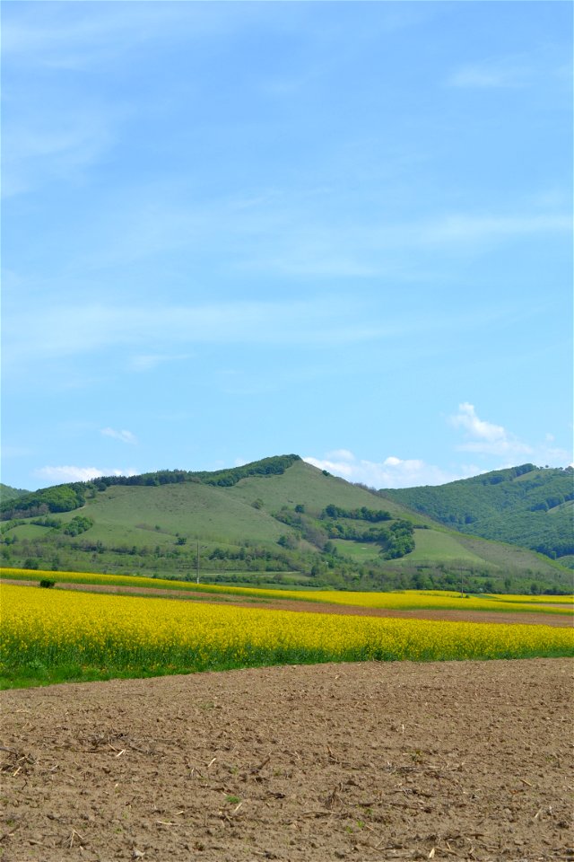 Rapeseed Field