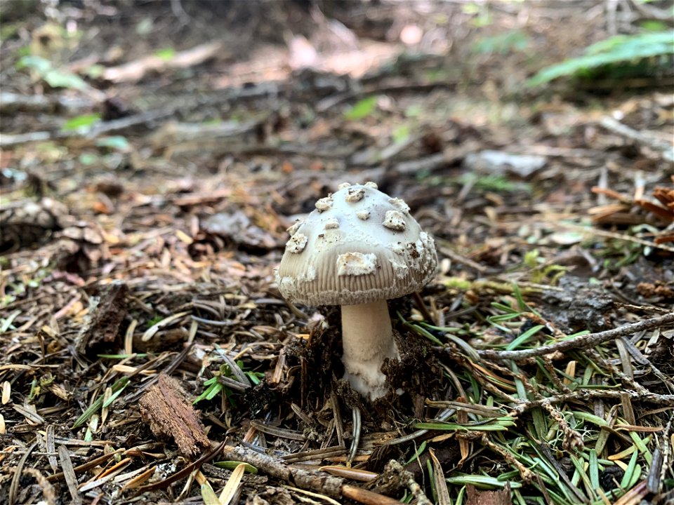 Mushroom at Goat Lake, Mt. Baker-Snoqualmie National Forest. Photo By Sydney Corral July 5, 2021