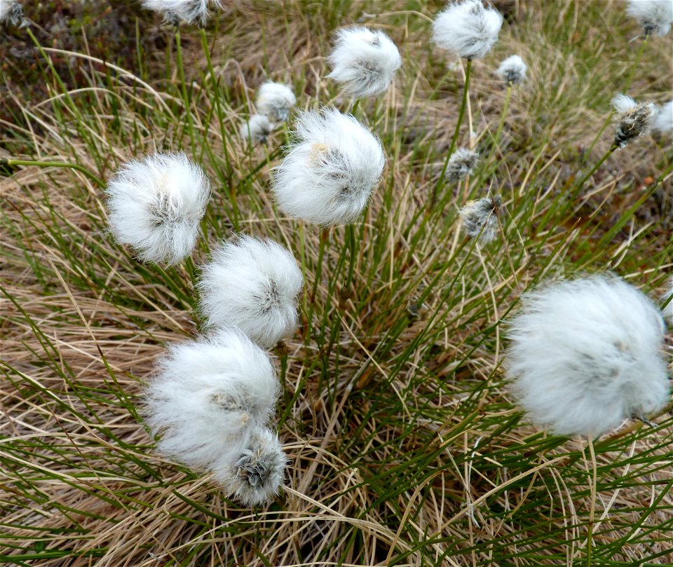 Cottongrass_6-11-2011