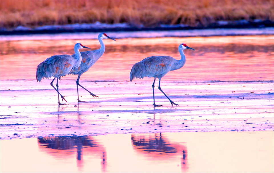 Sandhill Cranes on Melting Ice