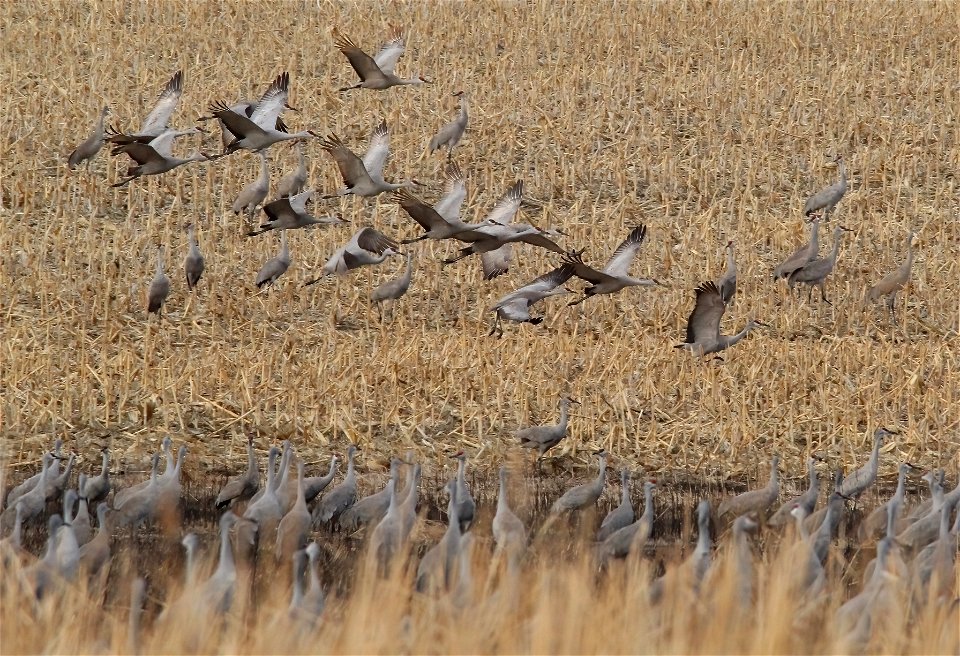 Sandhill Cranes Huron Wetland Management District South Dakota