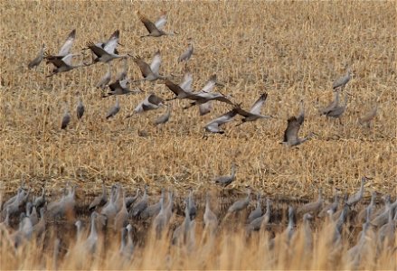 Sandhill Cranes Huron Wetland Management District South Dakota