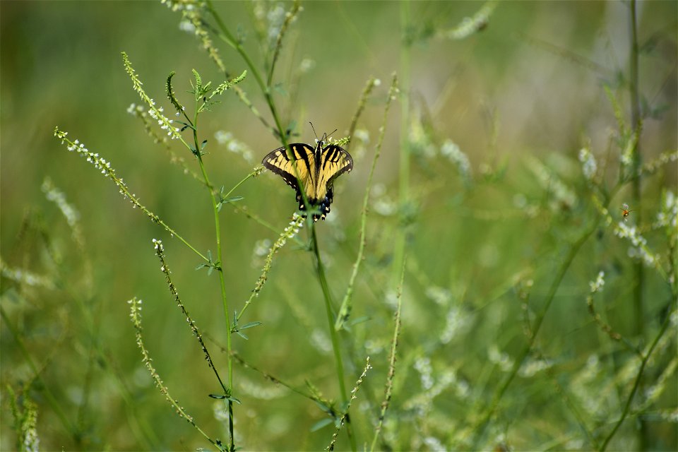 Swallowtail Lake Andes Wetland Management District South Dakota