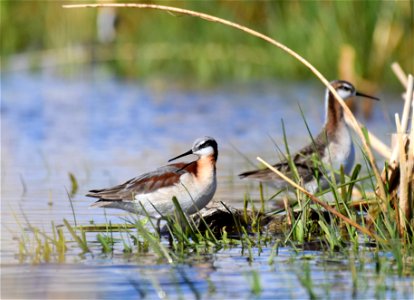 Wilson's phalarope at Seedskadee National Wildlife Refuge