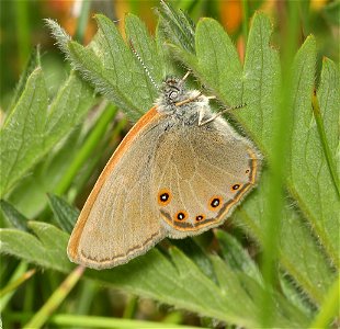 RINGLET, HAYDEN'S (Coenonympha haydenii) (07-08-2022) 5200 ft, rogers pass, helena nat forest, lewis and clark co, mt -02